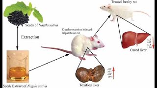 Hepatoprotective Effect of EthanolicStems Extract of Anisochilus carnosusagainst [upl. by Tdnaltroc15]