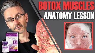 MUSCLE ANATOMY How to avoid side effects amp maximise Botox efficiency Aesthetics Mastery Show [upl. by Pegasus694]