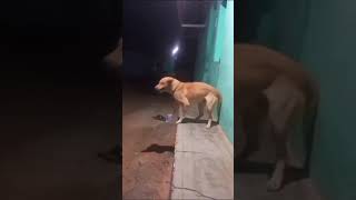 🐕 dog lovers🥰trending trendingshorts video viralvideo reels viralshorts dance [upl. by Claribel]