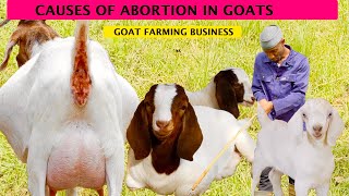 How to Stop Abortion in Goats  2024 detailed Video [upl. by Anailuig]