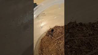 Brachypelma Hamorii VS Dżdżownica Pierwsza walka po wylince L4 spider tarantula pająk fyp [upl. by Gignac]