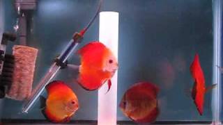 Red discus Fisheswmv [upl. by Aleihs219]