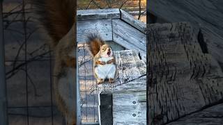 A squirrel cooling off on the air conditioner animals love shorts [upl. by Tevlev]