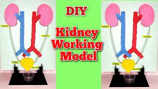 kidney working model  school science project diy science [upl. by Larrie746]