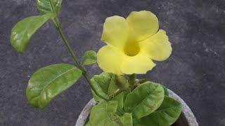 Yellow MandevillaWild Allamanda vine plant care in malayalam [upl. by Knowle799]