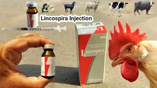 Lincospira injection for Chickens and other Livestock  Lincomycin  Spiramycin  Dr ARSHAD [upl. by Rramo]