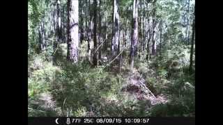 Yowie Tree Cam Photo [upl. by Hopfinger]