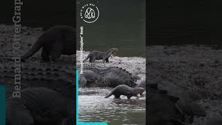 Otters Bite Crocodiles Tail 🐊🐊 World Wild Web wildlife crocodile singapore [upl. by Linkoski155]