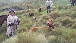 LAS FAENAS DEL CAMPO EFECTUADA POR LOS CHAGRAS ASO BETA DORADA [upl. by Barhos134]