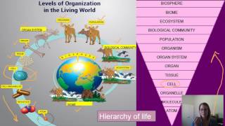 Biology Characteristics of Life [upl. by Nnazil118]