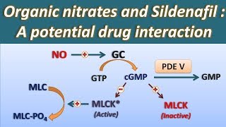 Organic nitrates and Sildenafil  A potential drug interaction [upl. by Bashemeth]