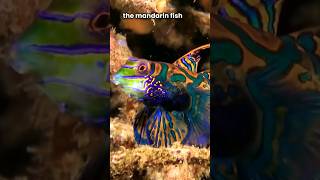 Most Beautiful🤩😍 Mandarinfish😍🐠 fish mandarinfish subscribe shorts [upl. by Gladys]