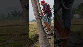 coconut tree climbing machine  agriculture  maram yerum karuvi Jp tamil tv [upl. by Rianon]