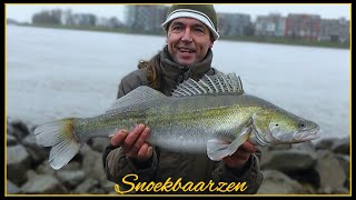 Snoekbaarzen vanaf de kant in de winter 2023  Vissen op snoekbaars met grote shads [upl. by Ogirdor581]