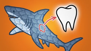 Why Sharks Are Covered In Teeth [upl. by Aun554]