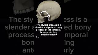 Styloid Process of temporal bone  Anatomy  Head amp Neck [upl. by Yecnuahc40]