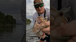 BIG bass DESTROYS jerkbait fishing bassfishing outdoors reels shorts bigfish [upl. by Ainoloppa759]