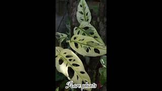 Rare Beauty Adansonii Aurea Variegated plant🌿plants rareplants adansonii houseplantlove nature [upl. by Limemann]