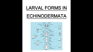 LARVAL FORMS OF ECHINODERMATA BY BALRAM SAIN [upl. by Ynogoham]