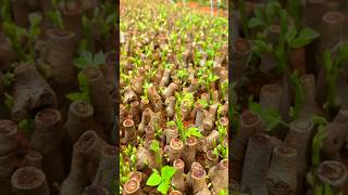 Kudzu cuttings rooting high survival rate ridge planting growing well [upl. by Ailev93]