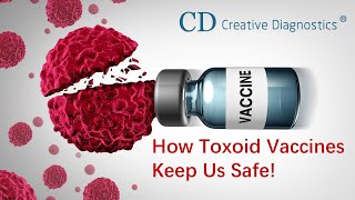 How Toxoid Vaccines Keep Us Safe [upl. by Burty]