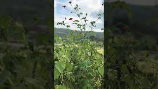 Fishkill Farms  NY  butterfly [upl. by Eidnil896]