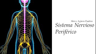 Sistema Nervioso Periférico [upl. by Haldan]