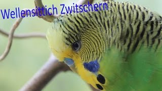 Wellensittich Zwitschern [upl. by Aiuoqes]