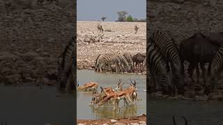 Zebras being highly dependent on water [upl. by Noyar682]