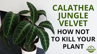 Calathea Jungle Velvet Care  Essential Tips For Growing A Stunning Calathea warscewiczii [upl. by Noret]