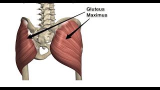 Two Minutes of Anatomy Gluteus Maximus [upl. by Ban727]