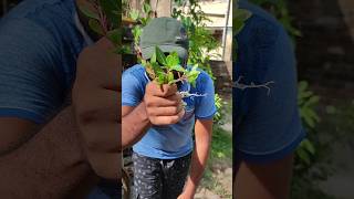 Propagating Nayantara 🌸 flower plant propagation shorts [upl. by Sacram]