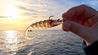 Squidgies Prawn Wriggler a Soft Plastic fish cant Resist [upl. by Kunin]