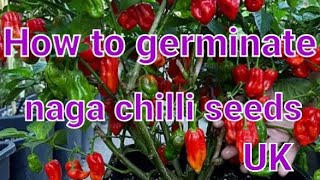 How to germinate naga chilli seeds [upl. by Ayor]