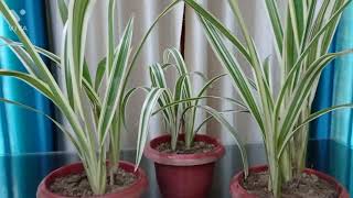 Home GardeningDianella Plant Care Grow Complete Maintenance and Very Fast Bushy Secret Trick [upl. by Aissela]