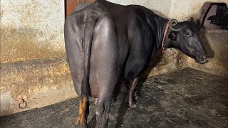 Live 1st Milking🥛Super Buffalo at VillageDhani Mehenda NearHansi HisarDevender 📱8901564641 [upl. by Naldo]