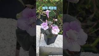 매직파운틴 SRGsMagicFountain 미니신닌기아 sinningia plants flowers 구근식물 [upl. by Hollis]