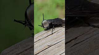 Horse fly planning his next move Just for fun horse insects funny [upl. by Oeniri500]