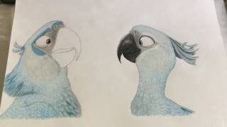 Drawing  Spixs Macaw from Rio [upl. by Kleinstein]