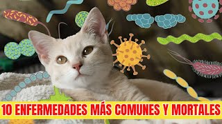 10 ENFERMEDADES más COMUNES y MORTALES en los GATOS [upl. by Maurits389]