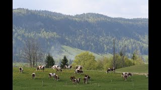 Comté amp Morbier Cheese Making France Cheese Slices preview Cheese Documentary with Will Studd [upl. by Echikson]