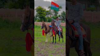 kathiyavadi ghoda kudva vala ghoda kathiyawadi ghoda horse horses horselovershorts viral [upl. by Nahc]