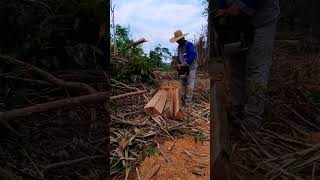 Tirando estacas vidanaroça roça serragem motorserra estacas [upl. by Valry]