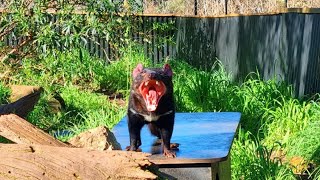 Trowunna Wildlife Sanctuary amp Caves Mole Creek [upl. by Ham632]