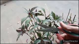 Pruning Eranthemum amp Iresine Growing new plants with cuttings after water propagation [upl. by Nivek]