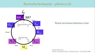 Intro 12 Bacteriorhodopsin [upl. by Nuahsal516]