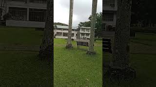 UP Oblation oblation universityofthephilippines UP shortvideo shorts viralshorts [upl. by Jeffy]