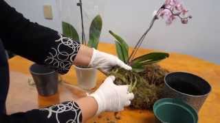 Orchid Care Trick  How to Save Your Potted Orchid From Dying [upl. by Nylrem]