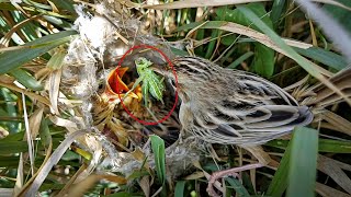 Babies of the Zitting cisticola bird have become capable of flying BirdsofNature107 [upl. by Nussbaum]