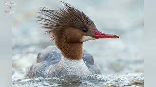 Common Merganser duck Mergus merganser beautiful Bird sound call pictures volcanoofbeauty5481 [upl. by Nevah]